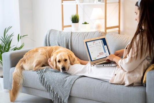 Creating a Safe and Comfortable Home for Your New Pet