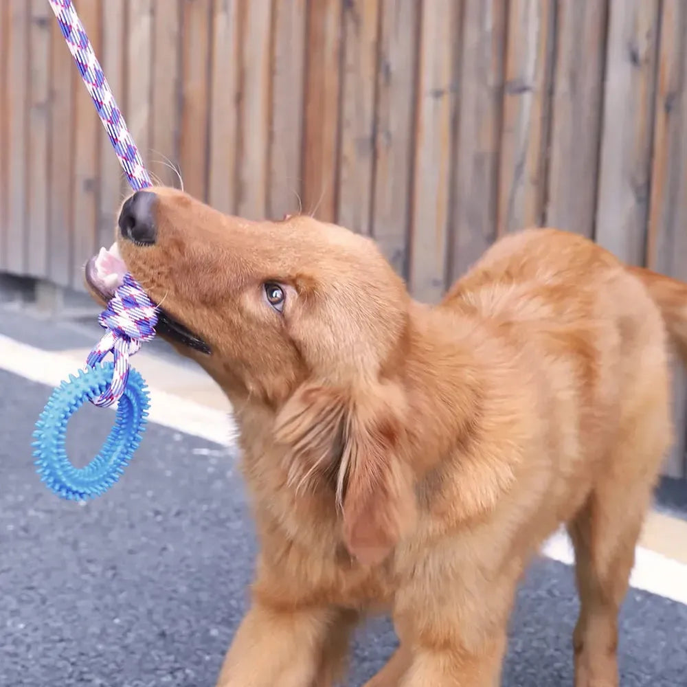 Interactive Pet Toy Ring