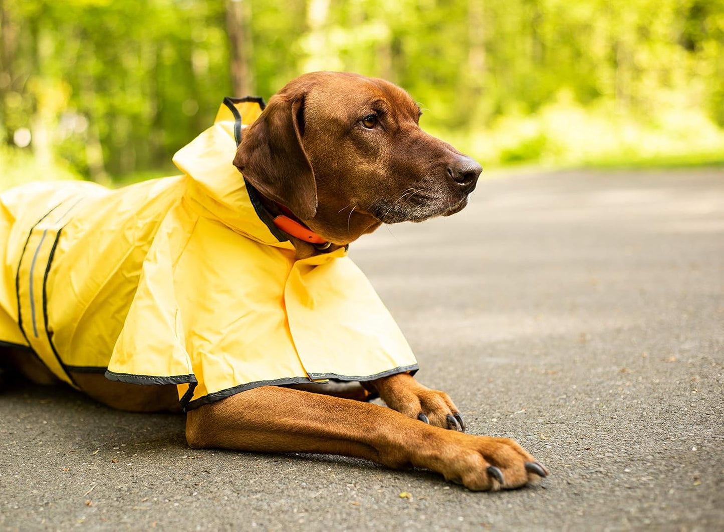 Dog Raincoat for Small Dogs | Dog Rain Jacket with Hood | Dog Rain Poncho | 100% Polyester | Water Proof | Yellow W/Grey Reflective Stripe | Perfect Rain Gear for Your Pet! by Ethical Pet