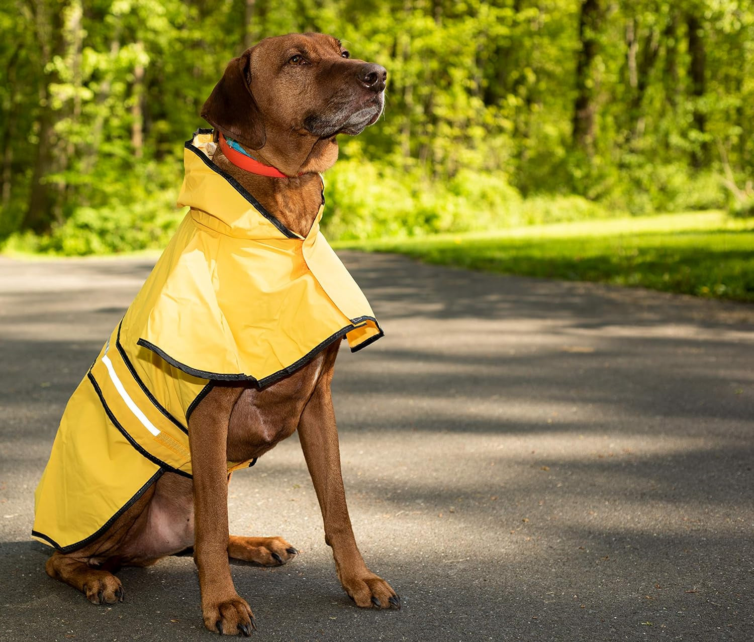 Dog Raincoat for Small Dogs | Dog Rain Jacket with Hood | Dog Rain Poncho | 100% Polyester | Water Proof | Yellow W/Grey Reflective Stripe | Perfect Rain Gear for Your Pet! by Ethical Pet