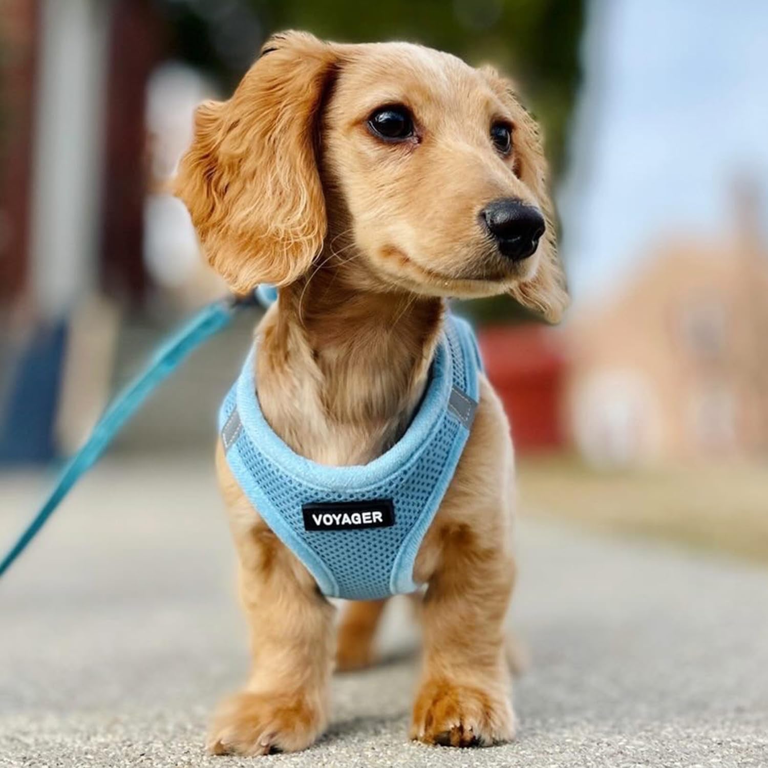 Voyager Step-In Air Dog Harness - All Weather Mesh, Step in Vest Harness for Small and Medium Dogs by  - Baby Blue (Matching Trim), S (Chest: 14.5 - 17") (207T-BBW-S)